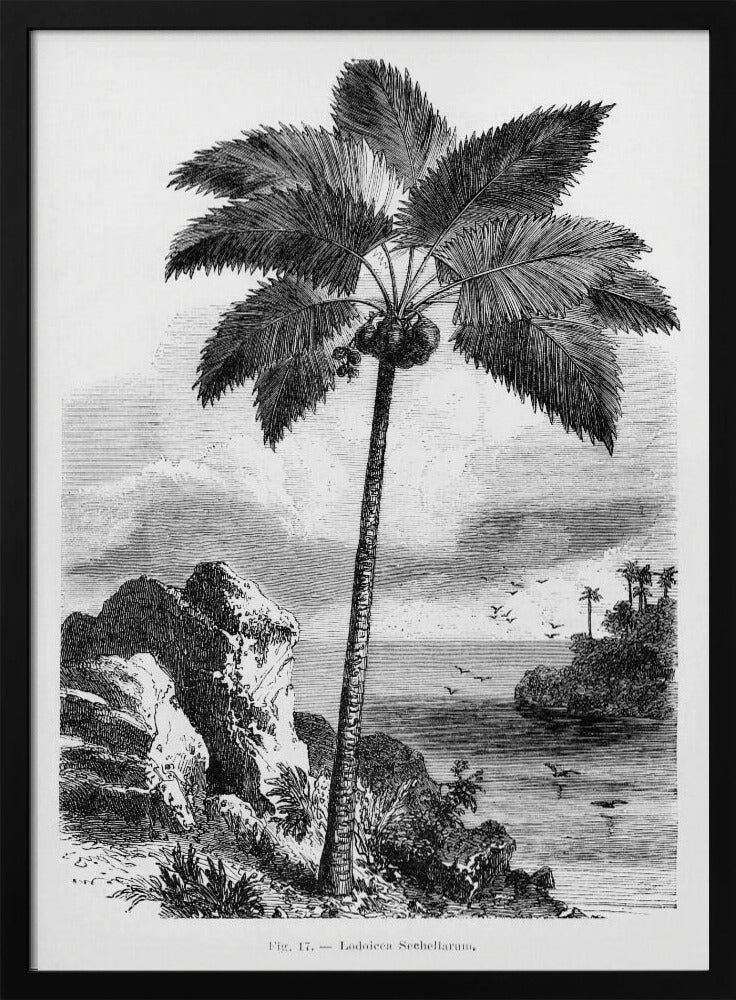 Vintage Palm Tree Drawing I | Poster