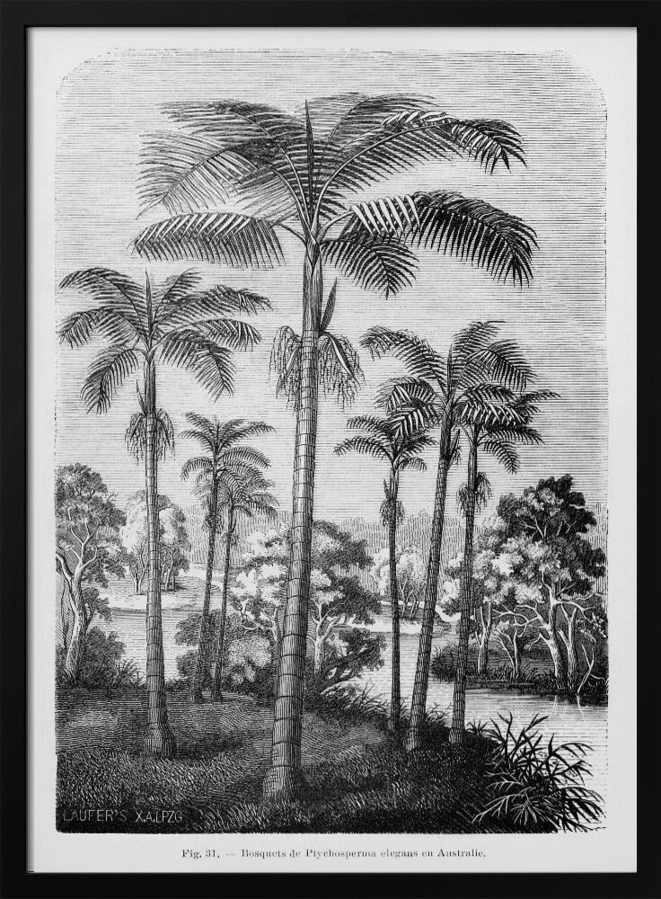 Vintage Palm Tree Drawing Ii | Poster