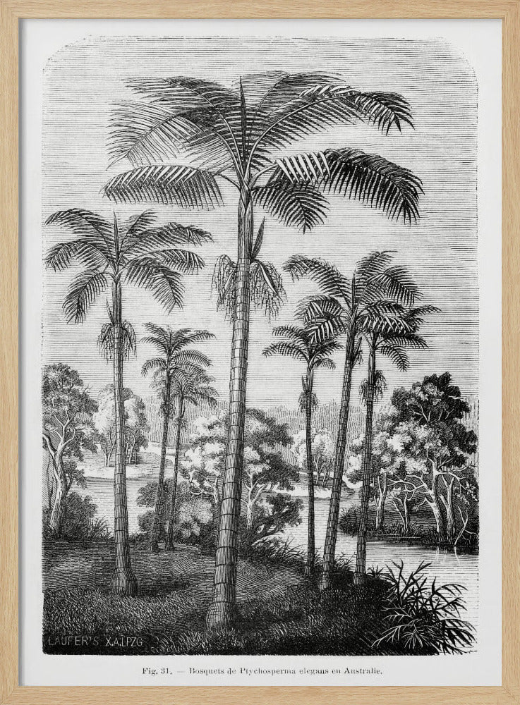 Vintage Palm Tree Drawing Ii | Poster