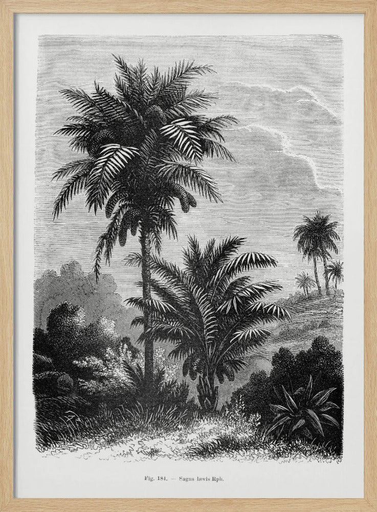 Vintage Palm Tree Drawing V | Poster