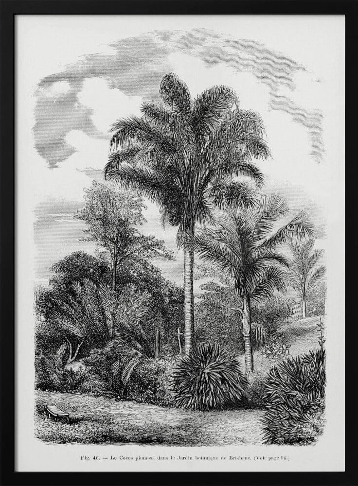 Vintage Palm Tree Drawing Vi | Poster