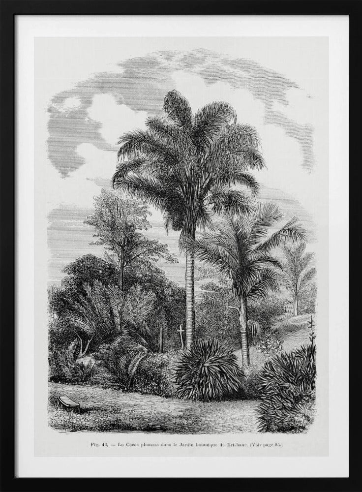 Vintage Palm Tree Drawing Vi | Poster