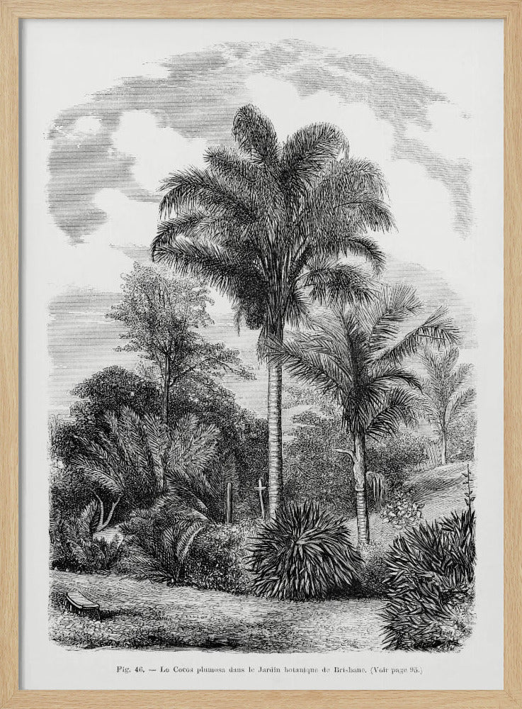 Vintage Palm Tree Drawing Vi | Poster