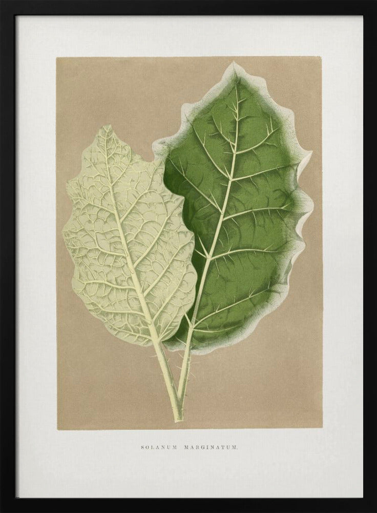 Green Solanum Marginatum Leaf Illustration | Poster
