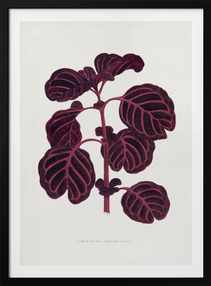 Pink Achyranthes Verschaffeltii Leaf Illustratio | Poster