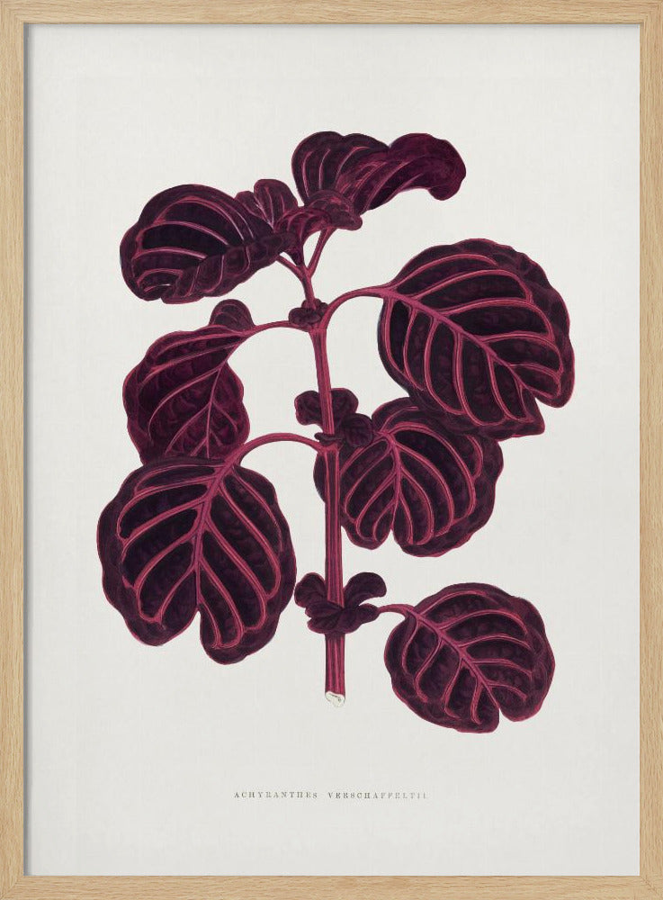 Pink Achyranthes Verschaffeltii Leaf Illustratio | Poster