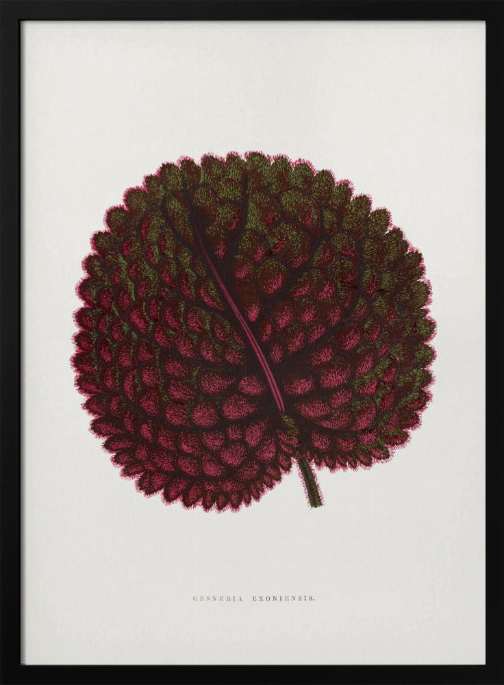Rosa Gesneria Exoniensis Blatt Illustration | Poster