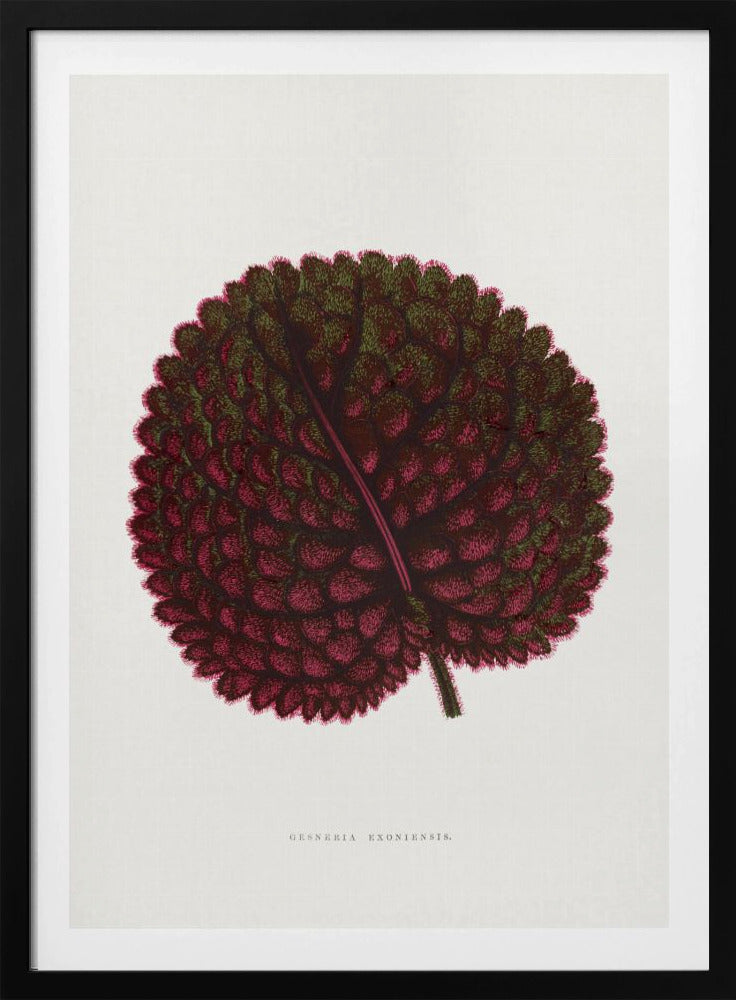 Rosa Gesneria Exoniensis Blatt Illustration | Poster