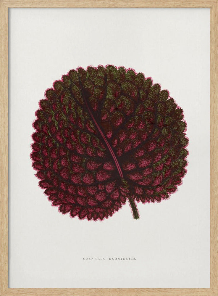 Rosa Gesneria Exoniensis Blatt Illustration | Poster