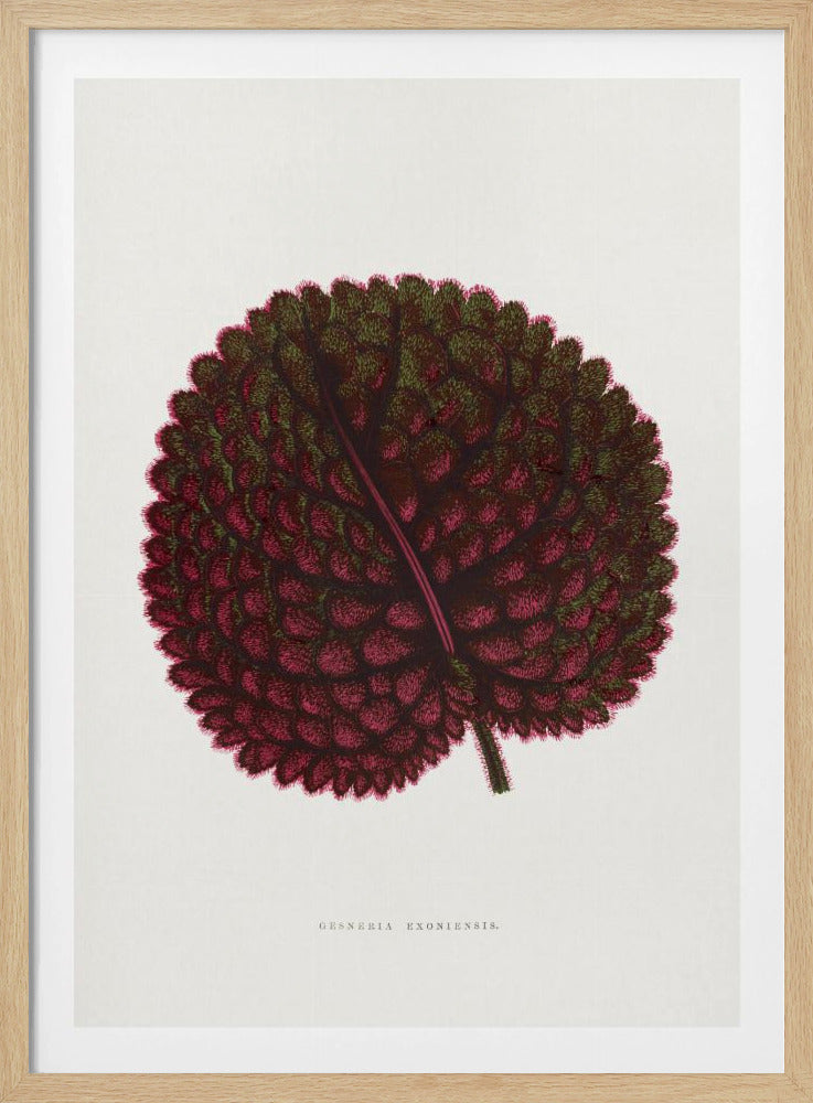 Rosa Gesneria Exoniensis Blatt Illustration | Poster