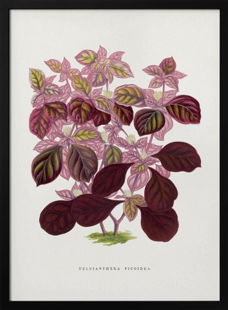 Pink Teleianthera Ficoidea Leaf Illustration | Poster