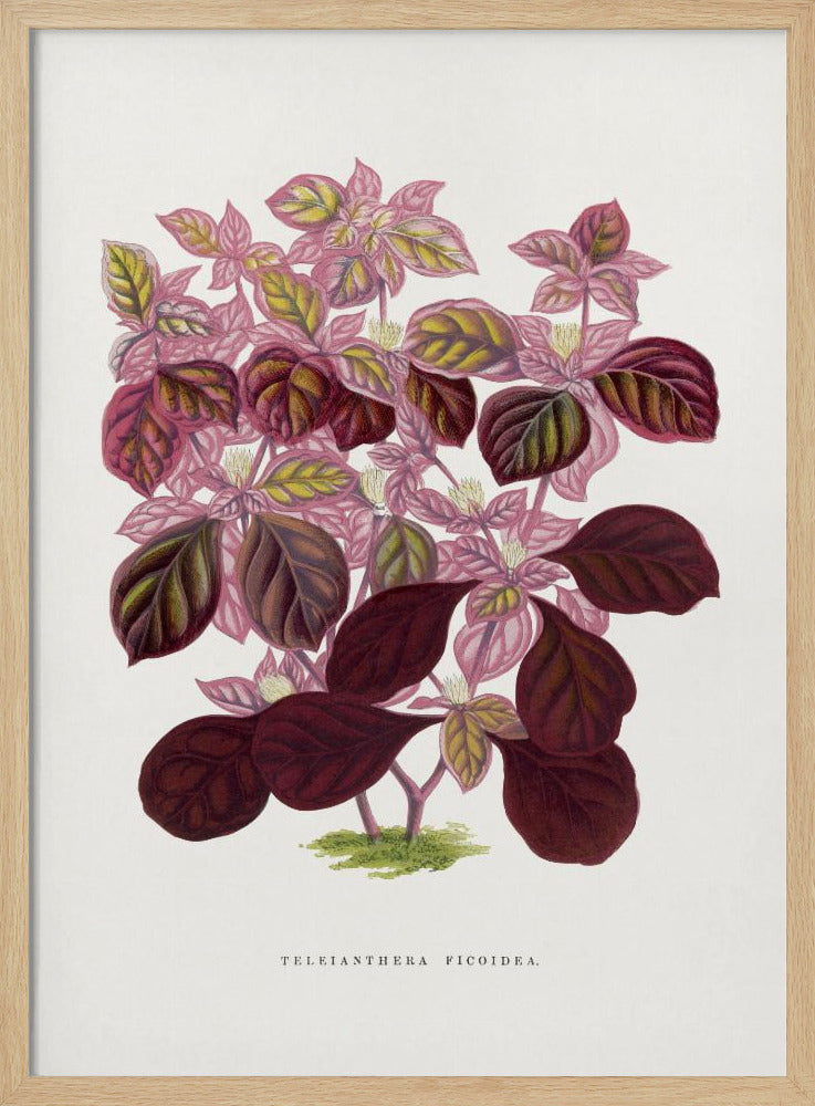 Pink Teleianthera Ficoidea Leaf Illustration | Poster
