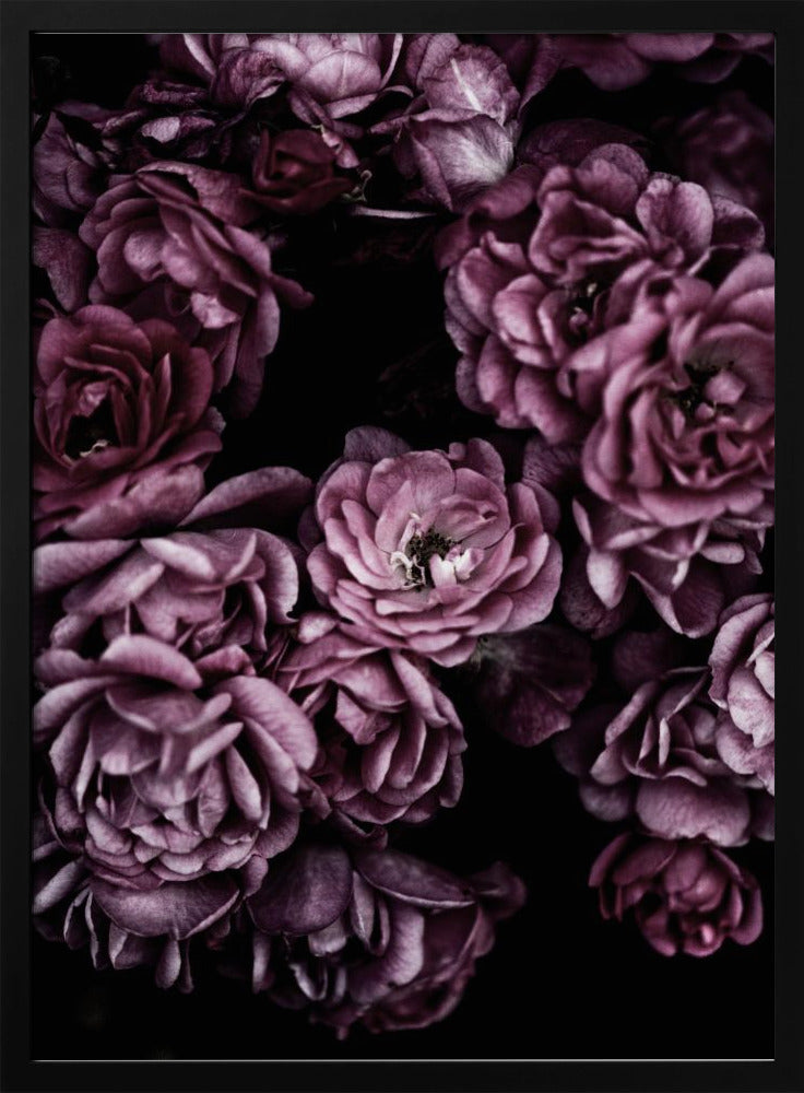 Wilde Rosen | Poster