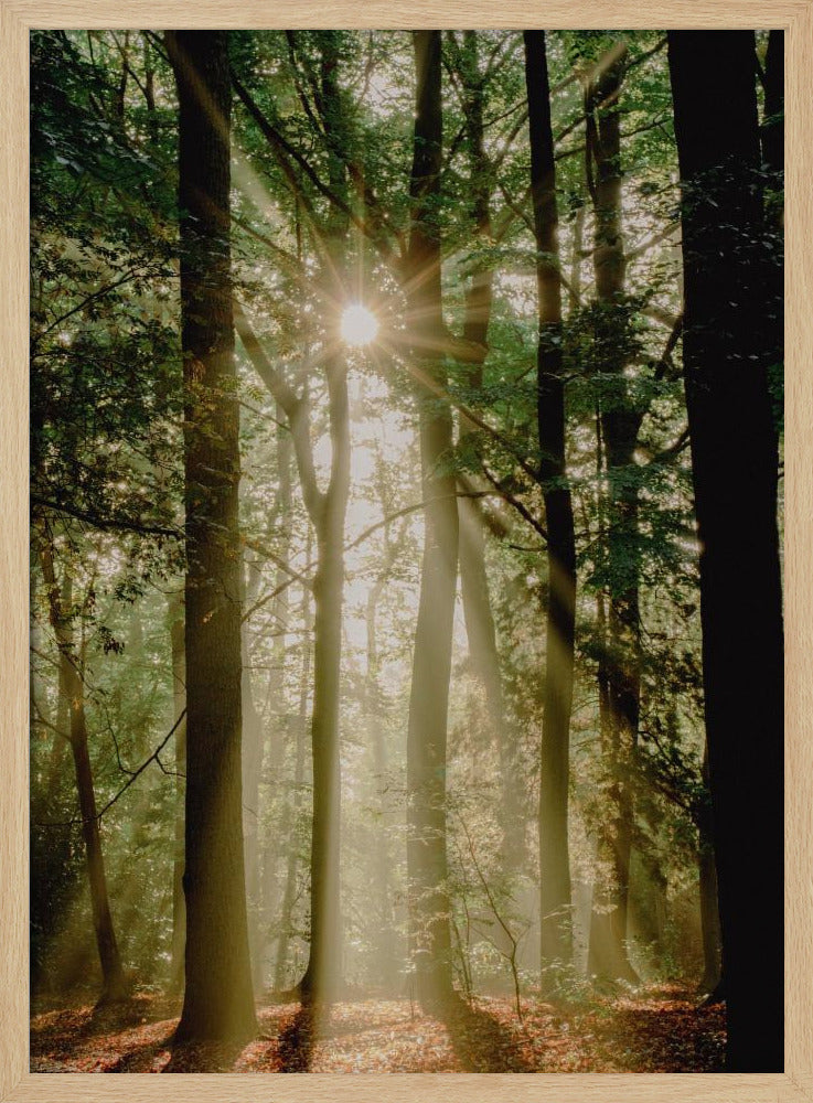 Sonnenstrahlen durch den Wald | Poster