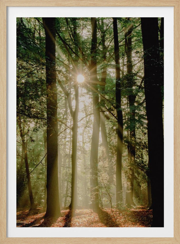 Sonnenstrahlen durch den Wald | Poster