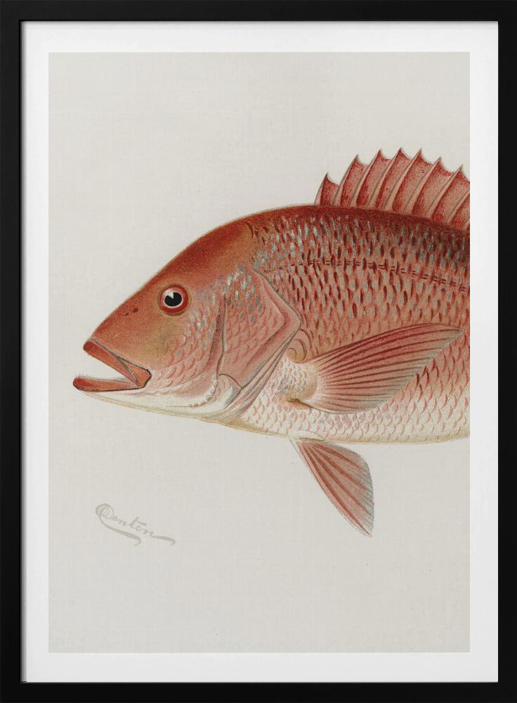Roter Schnapper | Poster