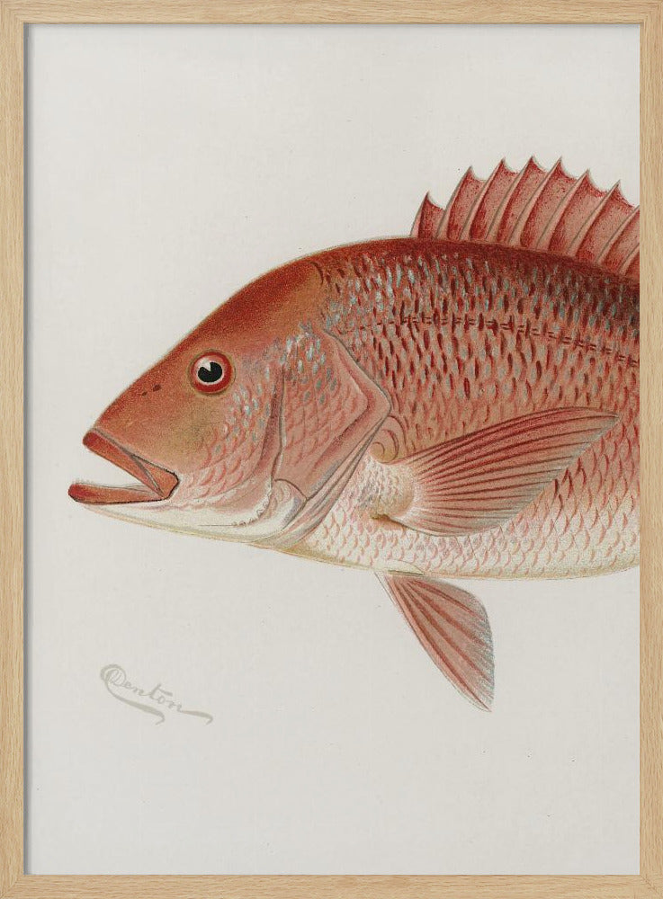 Roter Schnapper | Poster