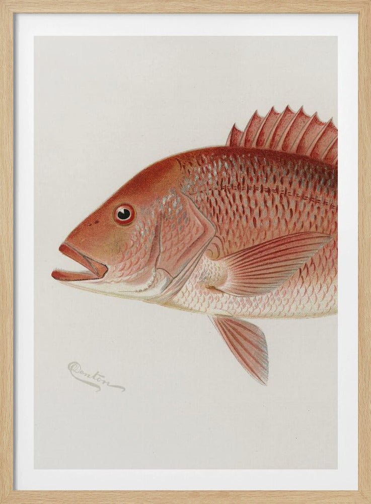 Roter Schnapper | Poster