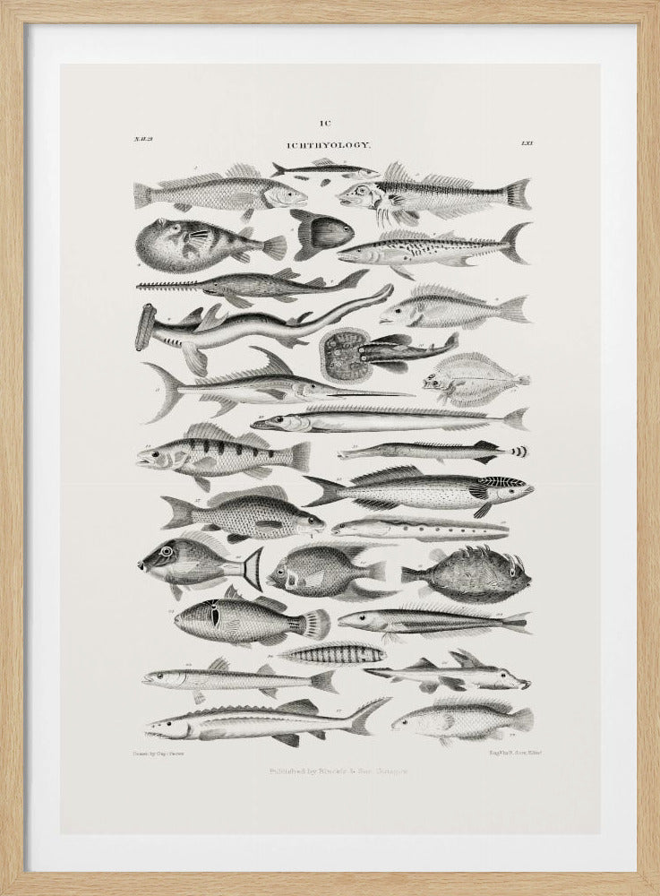 Sealife I | Poster