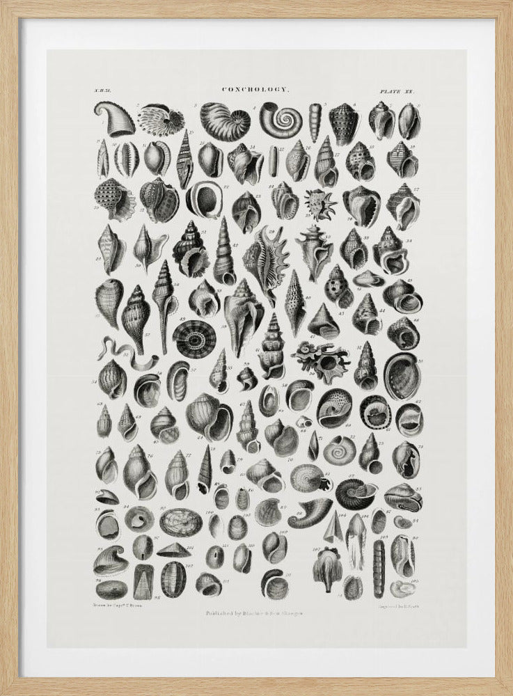 Sealife III | Poster