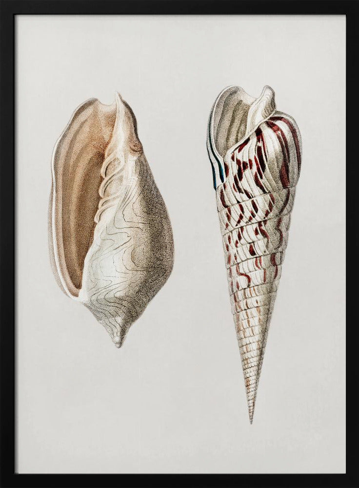 Two Mollusks Crop II | Poster
