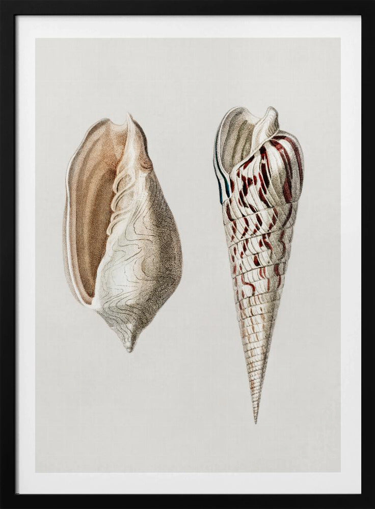 Two Mollusks Crop II | Poster