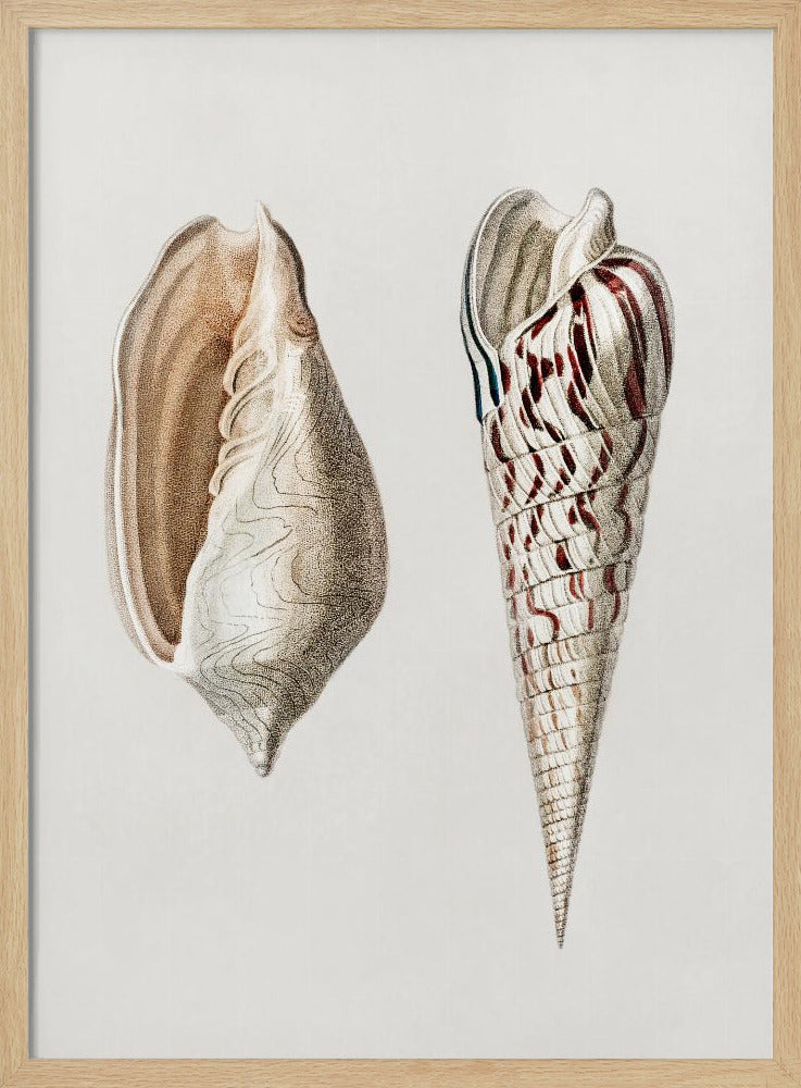 Two Mollusks Crop II | Poster