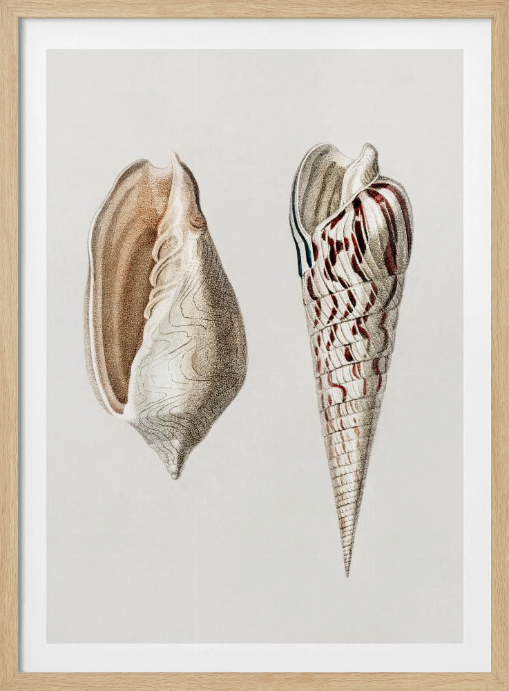 Two Mollusks Crop II | Poster
