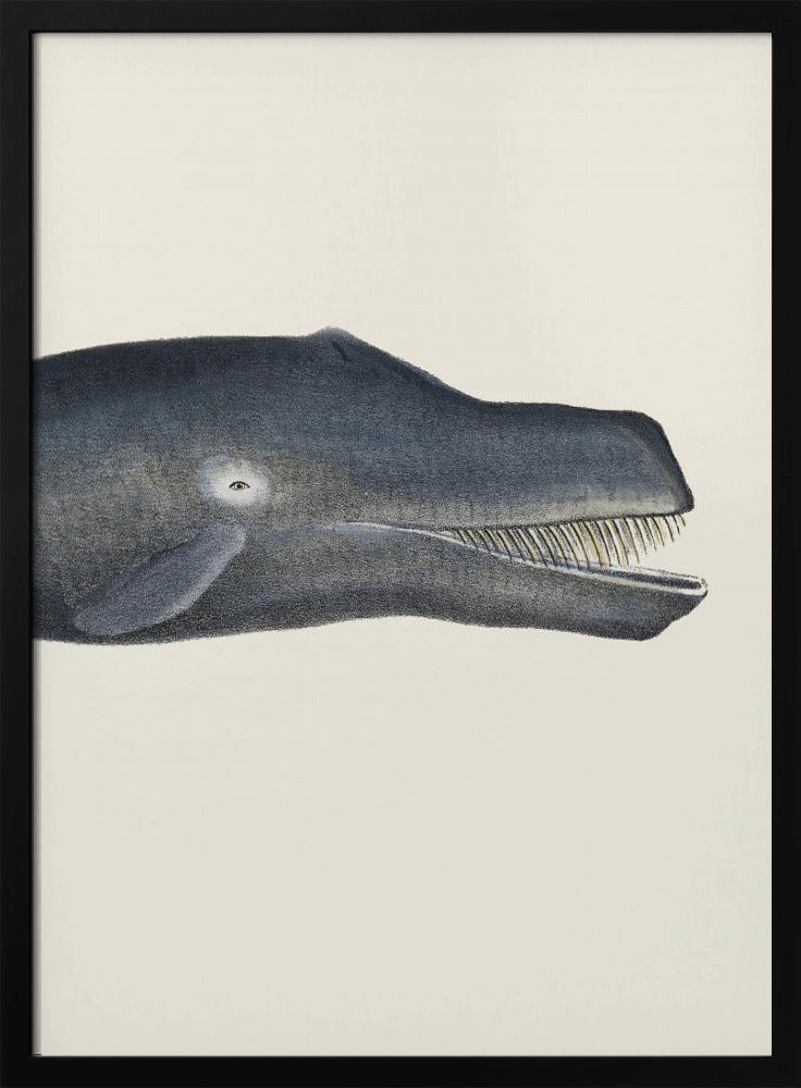 Wal I Handkolorierte Meeres-Lithographie 1824 | Poster