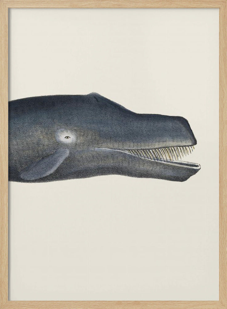 Wal I Handkolorierte Meeres-Lithographie 1824 | Poster