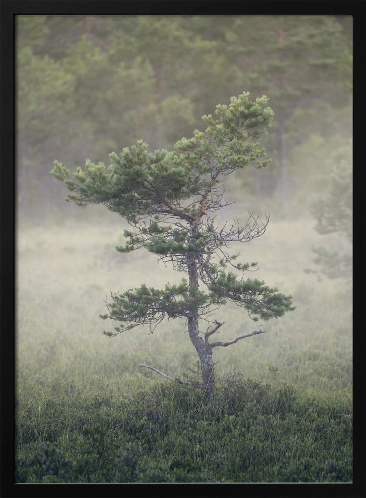 Dsf1453 | Poster
