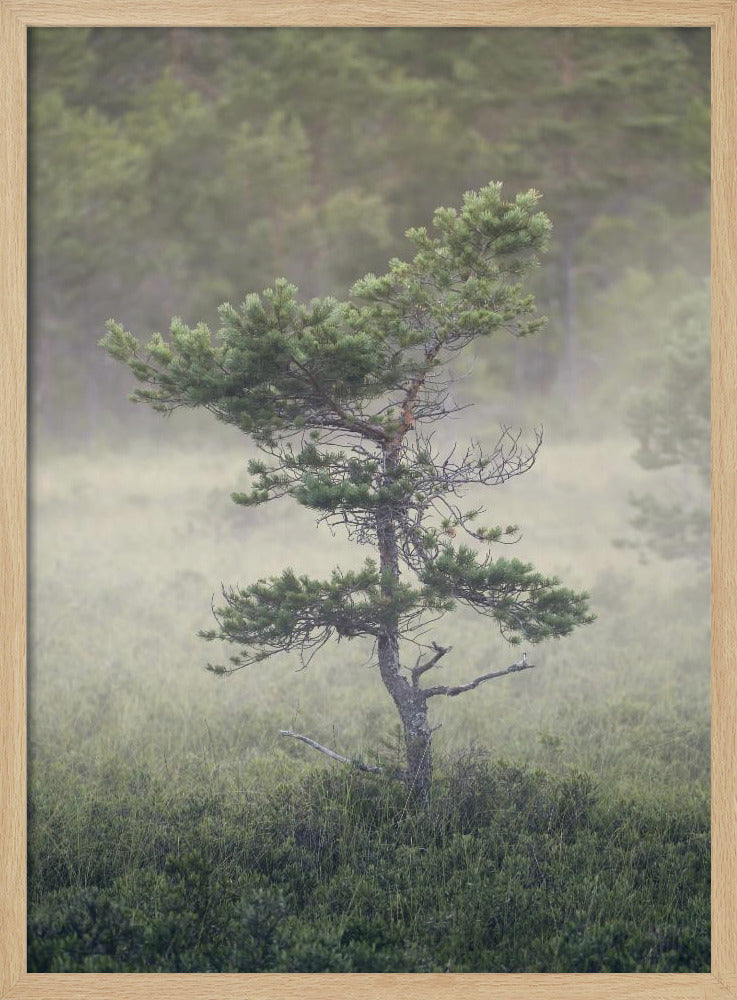 Dsf1453 | Poster