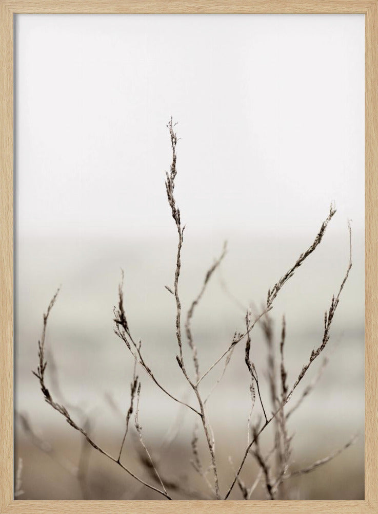 Pickleweed Nr. 1 | Poster