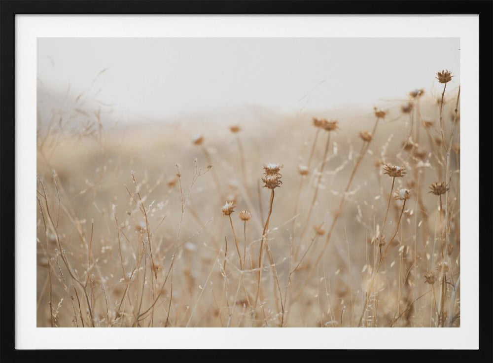 Winterdistel Nr. 2 | Poster