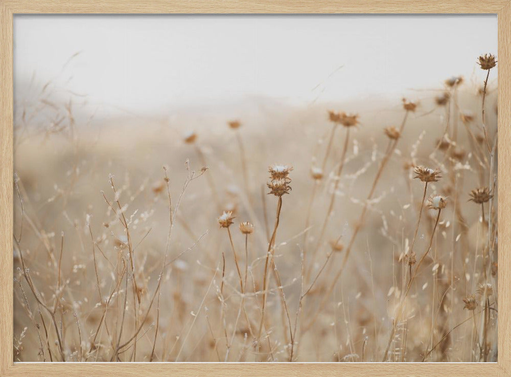 Winterdistel Nr. 2 | Poster