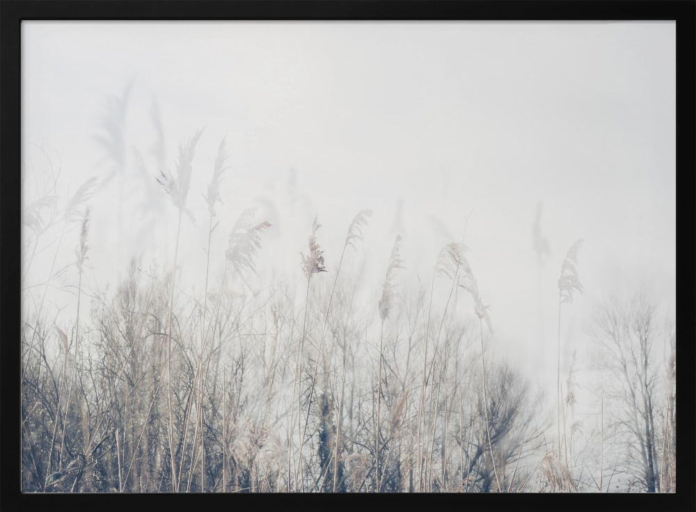 Schilf- und Graslandschaft | Poster