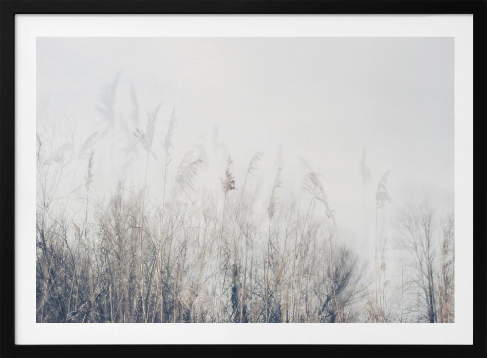 Schilf- und Graslandschaft | Poster