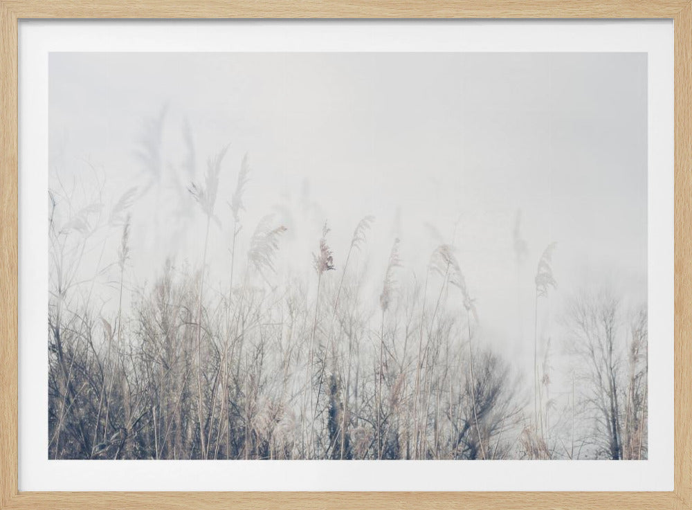Schilf- und Graslandschaft | Poster