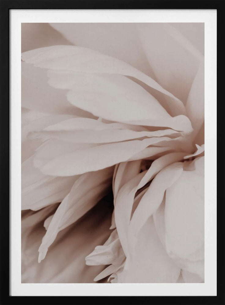 Peony | Poster