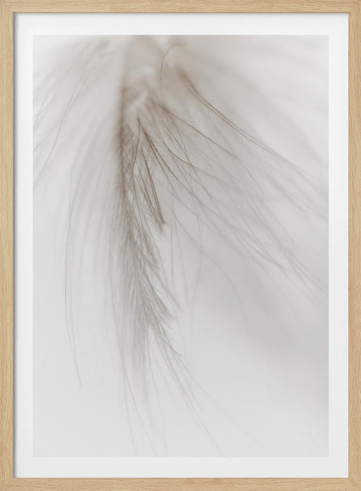 Weiße Feder | Poster