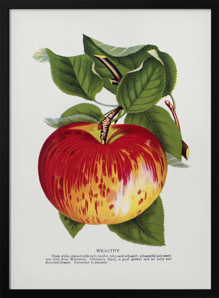 Lithografie „Wealth Apple“ | Poster