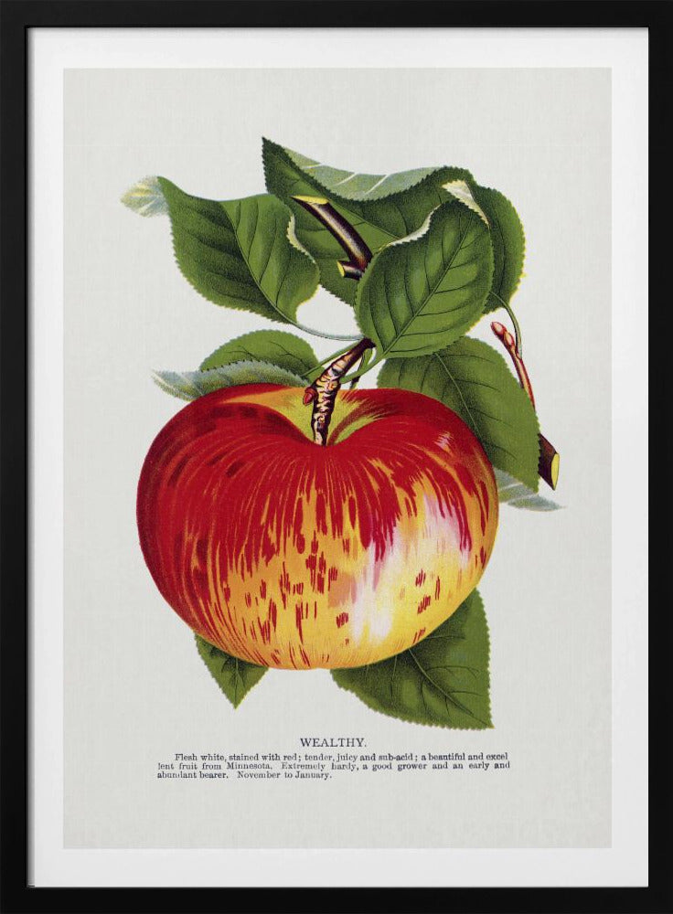 Lithografie „Wealth Apple“ | Poster