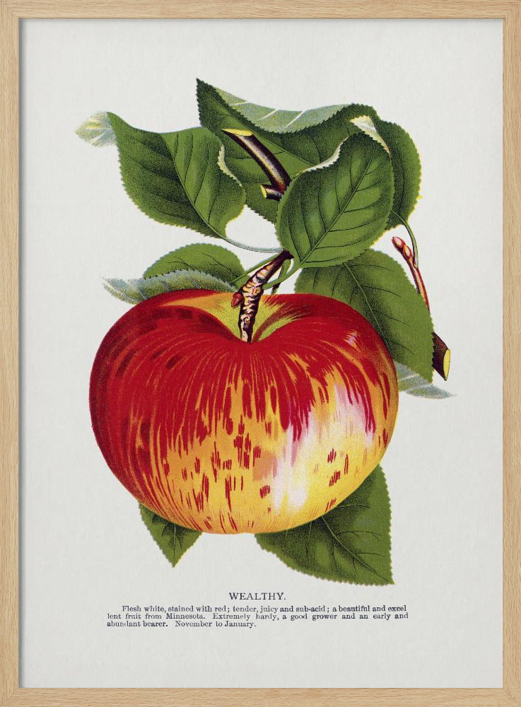Lithografie „Wealth Apple“ | Poster