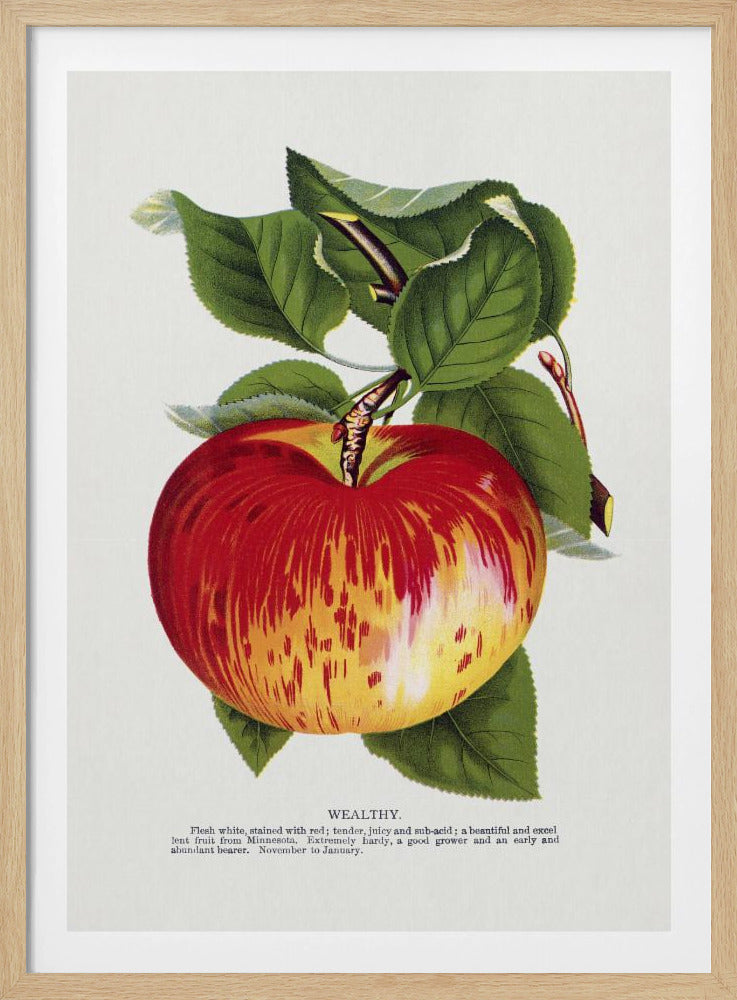 Lithografie „Wealth Apple“ | Poster