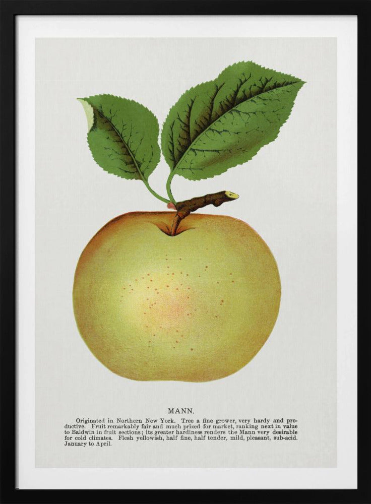 Mann Apple Lithographie | Poster
