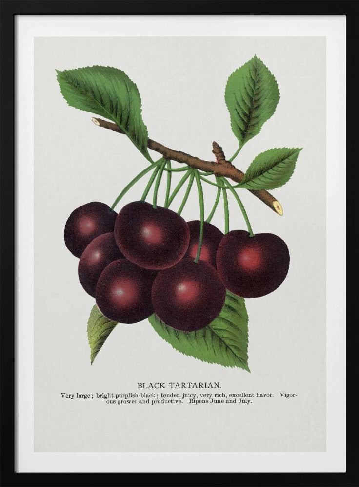 Black Tartarian Cherry Lithograph | Poster