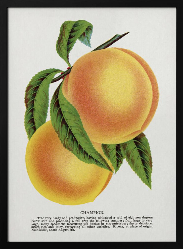 Champion Plum Lithographie | Poster