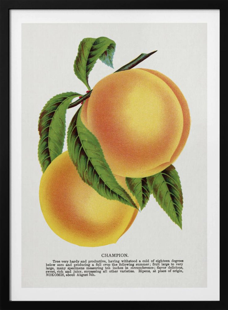 Champion Plum Lithographie | Poster