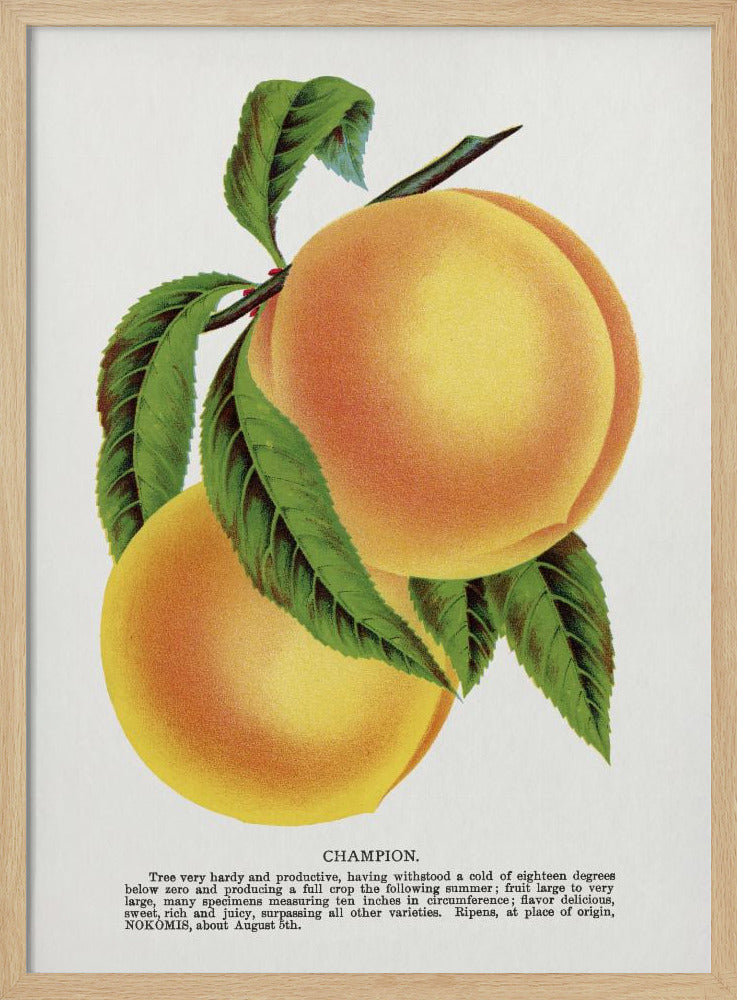 Champion Plum Lithographie | Poster