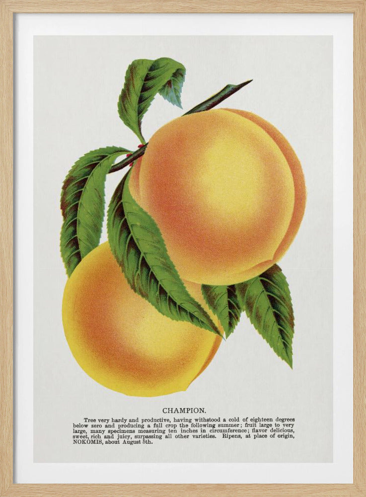 Champion Plum Lithographie | Poster